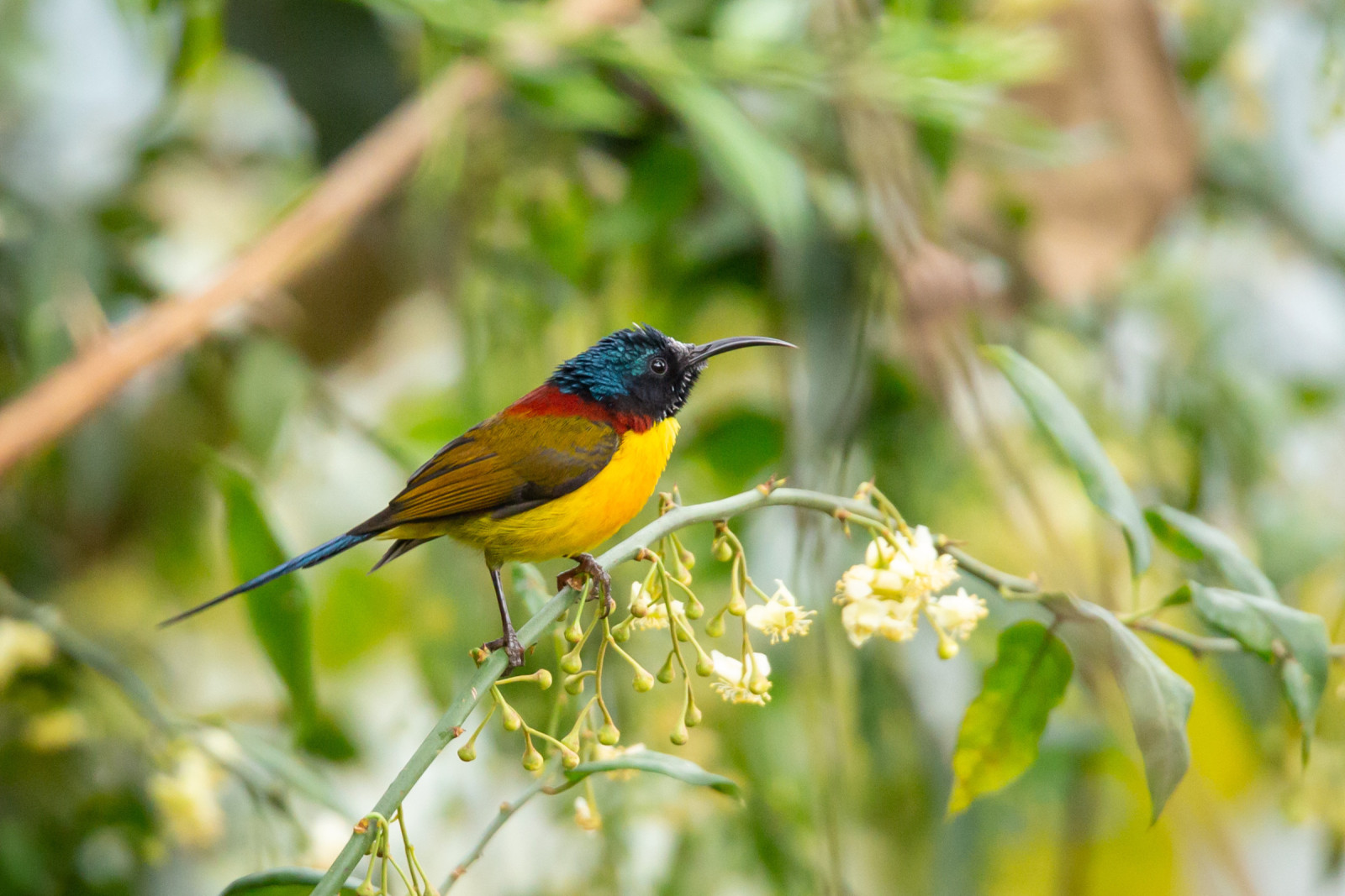 image Green-tailed Sunbird